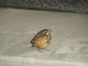 Singing Bird