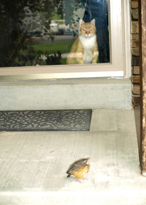 My cat watching the audacity of that bird