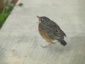 singing bird