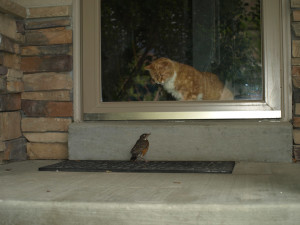 The Mysterious Singing Bird and my cat