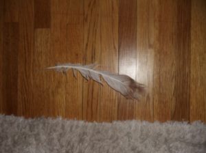 Crystal's Feather