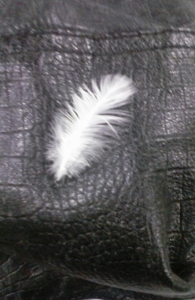 Reyna's Feather