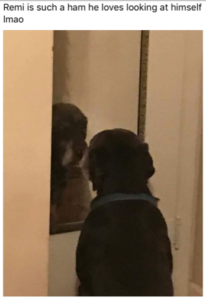 Remi admiring himself in the mirror